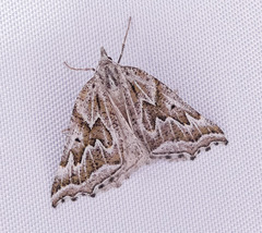 Plataea personaria