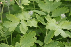 Chelidonium majus