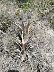 Tillandsia secunda