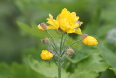 Chelidonium majus
