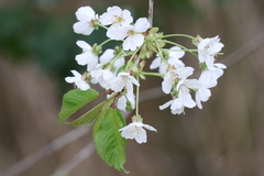 Prunus avium