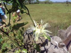 Decaloba