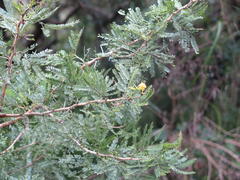 Vachellia natalitia