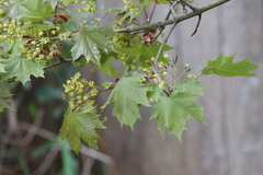Acer platanoides
