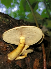 Gymnopilus luteus image