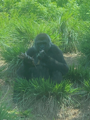 Gorilla gorilla
