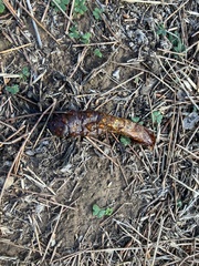 Abantiades atripalpis