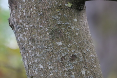 Acer platanoides