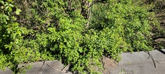 Rosa multiflora