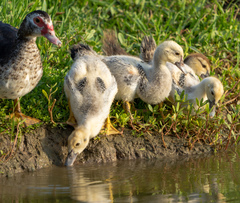 Cairina moschata domestica
