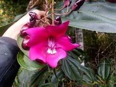 Meriania nobilis