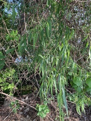 Salix nigra