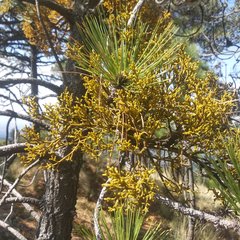 Arceuthobium globosum