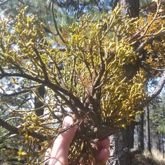 Arceuthobium globosum