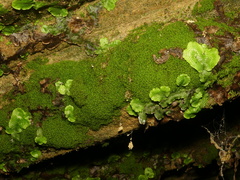 Amphidium mougeotii