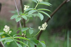 Sambucus racemosa
