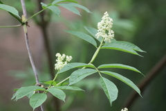 Sambucus racemosa