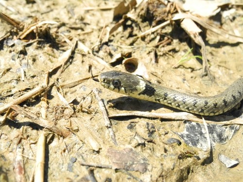 Photo of a Grass Snake (helvetica) (Natrix helvetica)