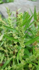 Rumex trisetifer
