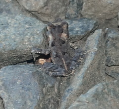 Incilius melanochlorus