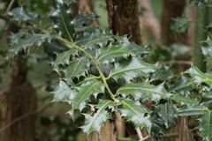Ilex aquifolium