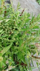 Rumex trisetifer