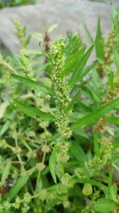 Rumex trisetifer