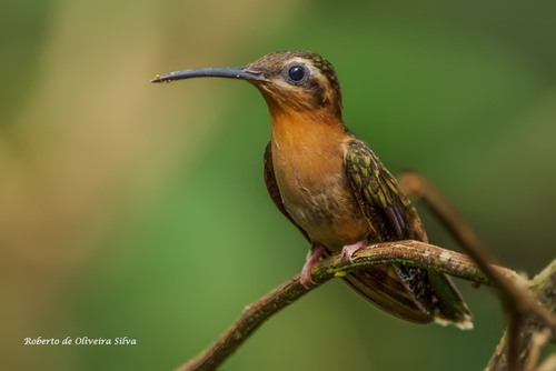 Hook-billed Hermit