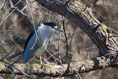 Nycticorax nycticorax