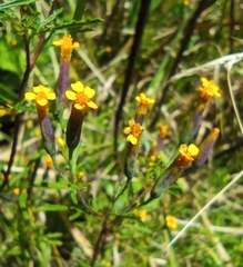 Tagetes multiflora