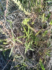 Ambrosia ambrosioides