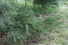 Sequoiadendron giganteum