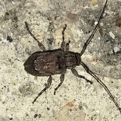 Astylopsis arcuata