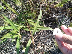 Ambrosia ambrosioides