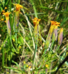Tagetes multiflora