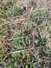 Cynodon dactylon — photo 3