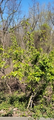 Prunus serotina