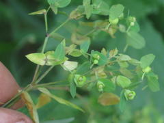 Euphorbia kraussiana