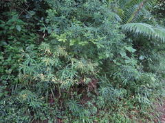 Euphorbia kraussiana