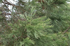Sequoiadendron giganteum