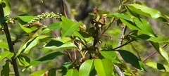 Prunus serotina