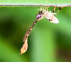 Leptopteromyia americana
