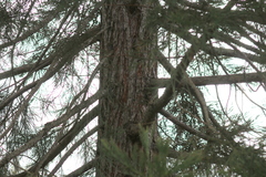 Sequoiadendron giganteum