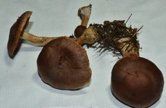 Cortinarius aptecohaerens