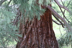 Sequoiadendron giganteum