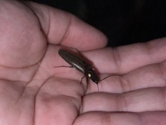 Ignelater havaniensis