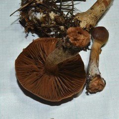 Cortinarius aptecohaerens