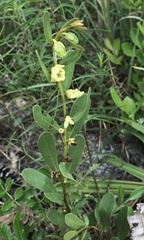 Deeringothamnus rugelii