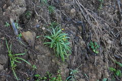 Hypoxis angustifolia