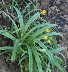 Hypoxis angustifolia